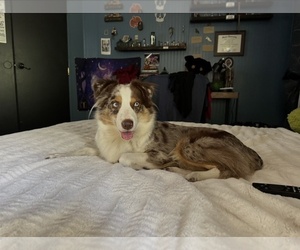 Mother of the Australian Shepherd puppies born on 07/12/2026