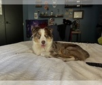 Small Photo #1 Australian Shepherd Puppy For Sale in ORLANDO, FL, USA