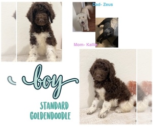 Goldendoodle Puppy for sale in SAINT HEDWIG, TX, USA