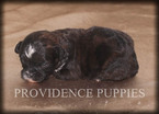 Small Photo #1 ShihPoo Puppy For Sale in WAYLAND, IA, USA