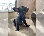 Small Photo #8 French Bulldog Puppy For Sale in CHULA VISTA, CA, USA
