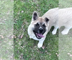 Akita Puppy for Sale in NASHVILLE, Indiana USA