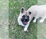 Small Photo #1 Akita Puppy For Sale in NASHVILLE, IN, USA