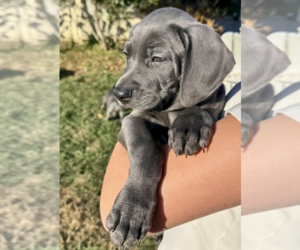 Medium Weimaraner