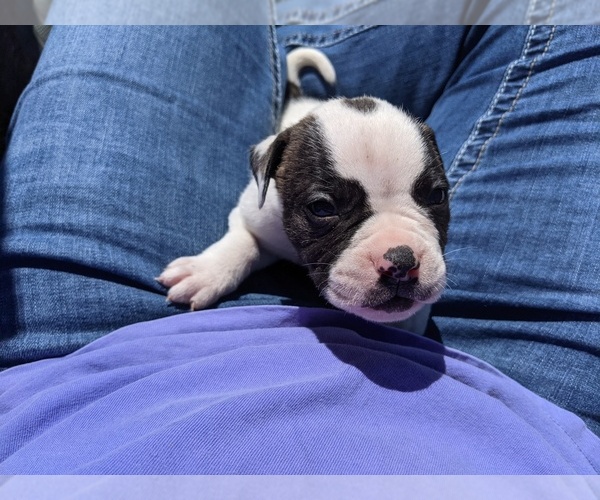 Medium Photo #10 American Bulldog Puppy For Sale in MILLS RIVER, NC, USA