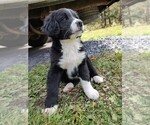 Small Photo #3 Bordernese Puppy For Sale in EMPORIUM, PA, USA