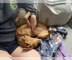 Small #2 Chihuahua Mix