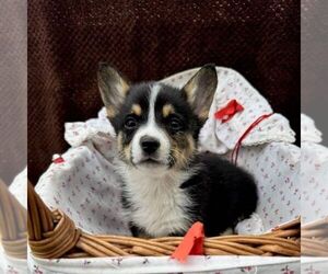 Pembroke Welsh Corgi Puppy for sale in ROCKVILLE, IN, USA