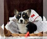 Small Pembroke Welsh Corgi