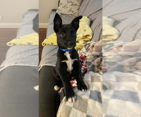 Medium Photo #9 Mutt Puppy For Sale in Mundelein, IL, USA