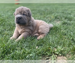 Chinese Shar-Pei Puppy for sale in LITTLESTOWN, PA, USA