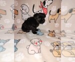 Small Photo #40 YorkiePoo Puppy For Sale in LAPEER, MI, USA