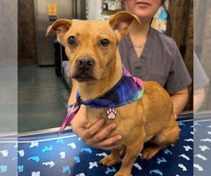 Chihuahua-Unknown Mix Dogs for adoption in Chico, CA, USA