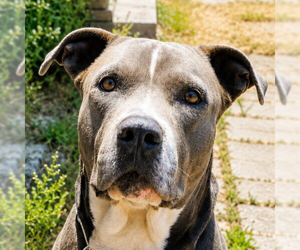 Medium Photo #1 American Staffordshire Terrier-Unknown Mix Puppy For Sale in Lake Forest, CA, USA