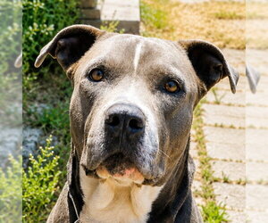 American Staffordshire Terrier-Unknown Mix Dogs for adoption in Lake Forest, CA, USA
