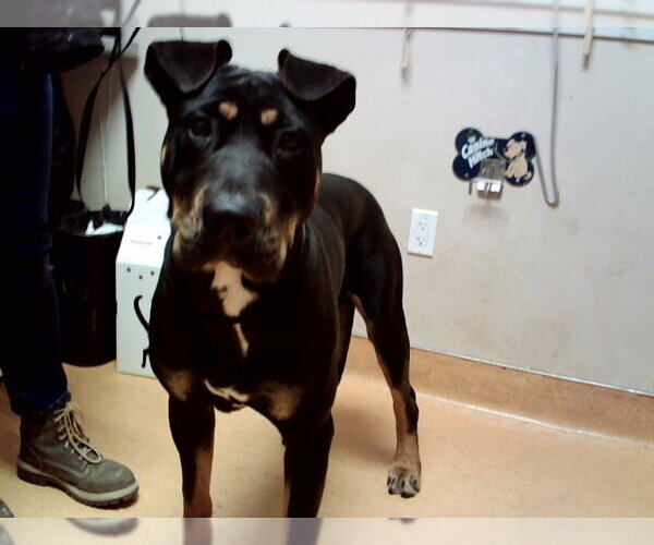 Medium Photo #1 Rottweiler Puppy For Sale in Martinez, CA, USA