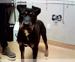 Small Rottweiler