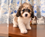 Litter of 4 - Male(s) and Female(s) Cockapoo (Miniature)Litter of Puppies for Sale - Photo #29