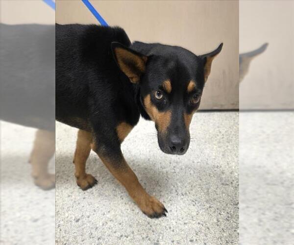 Medium Photo #1 Chihuahua-Unknown Mix Puppy For Sale in Conroe, TX, USA