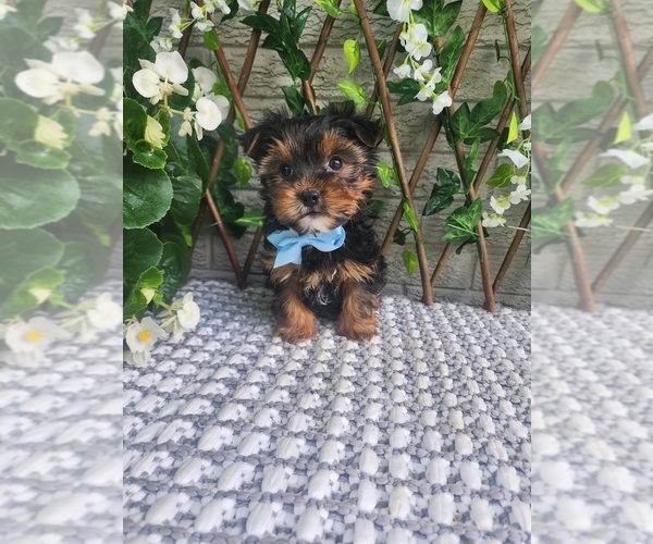 Medium Photo #1 Morkie-Yorkshire Terrier Mix Puppy For Sale in INDIANAPOLIS, IN, USA