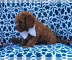 Small Photo #3 Cavapoo-Poodle (Miniature) Mix Puppy For Sale in LAKELAND, FL, USA