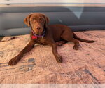 Small #2 Mutt