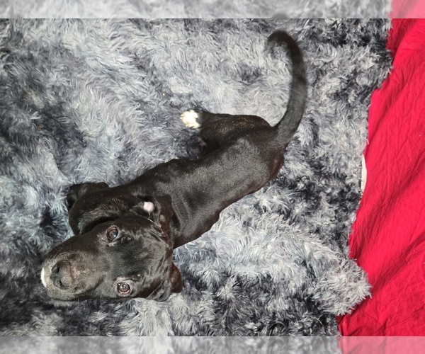 Medium Photo #1 Cane Corso Puppy For Sale in EAST HAMPTON, CT, USA