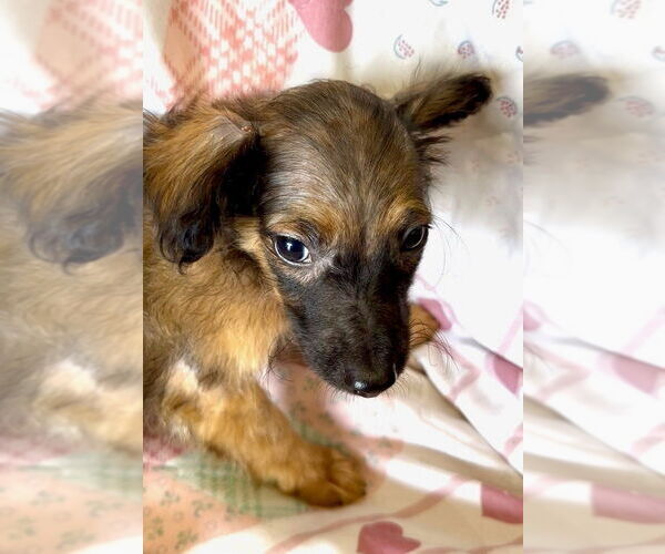 Medium Photo #1 Mutt Puppy For Sale in San Diego, CA, USA