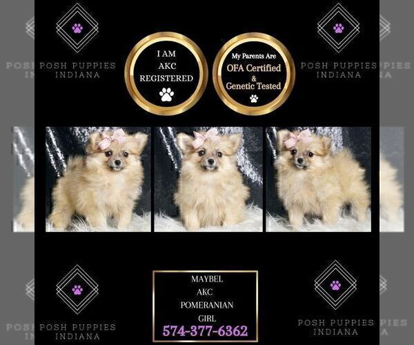 Medium Photo #2 Pomeranian Puppy For Sale in WARSAW, IN, USA