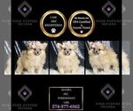 Small #1 Pomeranian