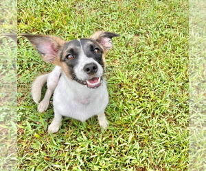 Mutt Dogs for adoption in Dahlgren, VA, USA