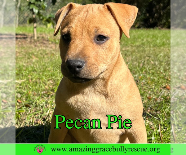 Medium Photo #7 Mutt Puppy For Sale in Pensacola, FL, USA