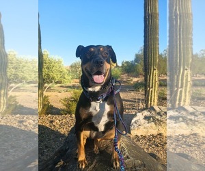 Australian Shepherd-Rottweiler Mix Dogs for adoption in Cave Creek, AZ, USA