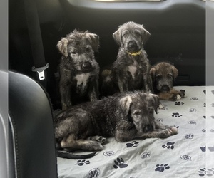 Irish Wolfhound Puppy for sale in PORTSMOUTH, VA, USA