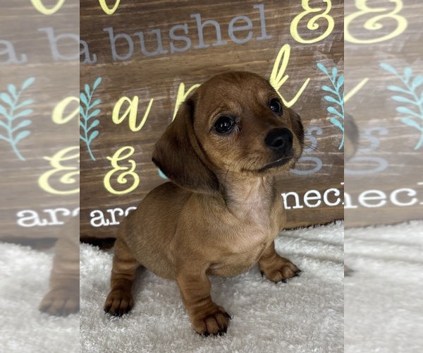 Medium Photo #4 Dachshund Puppy For Sale in GREENFIELD, IN, USA