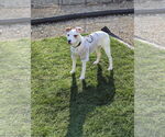 Small #5 Jack Russell Terrier Mix
