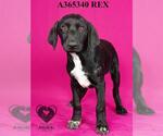 Small #1 Labrador Retriever Mix