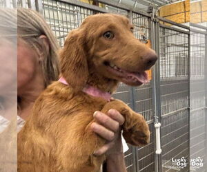 Dachshund-Unknown Mix Dogs for adoption in Washington, DC, USA