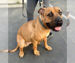 Small Photo #10 Rhodesian Ridgeback-Unknown Mix Puppy For Sale in Lake Forest, CA, USA