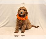 Small Photo #2 Goldendoodle Puppy For Sale in PRESCOTT VALLEY, AZ, USA