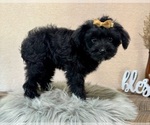 Small #3 YorkiePoo
