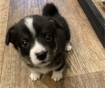 Small #6 Pembroke Welsh Corgi