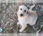 Small Photo #1 Labradoodle Puppy For Sale in HERALD, CA, USA