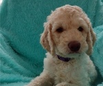 Puppy 1 Poodle (Standard)