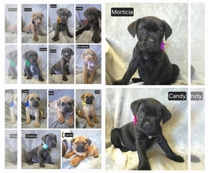 Cane Corso Litter for sale in MINERAL WELLS, WV, USA