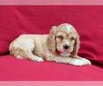 Small Photo #3 Cocker Spaniel Puppy For Sale in DELTA, PA, USA