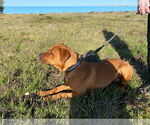 Small #6 American Staffordshire Terrier Mix
