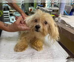 Basel (NOT YET AVAILABLE) - Female Maltese Dog for Adoption - Small photo