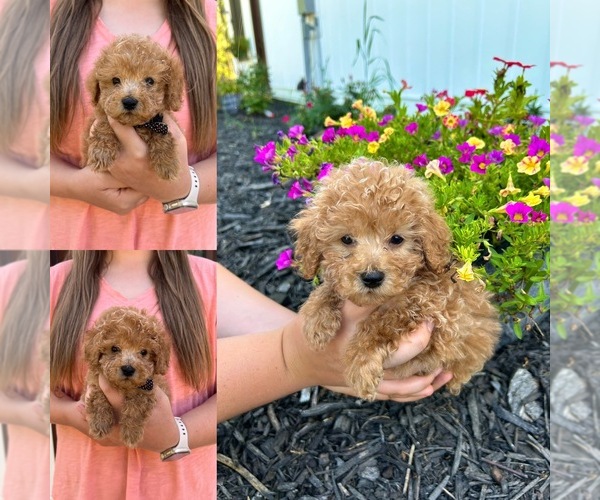 Medium Photo #1 Maltipoo Puppy For Sale in BELDING, MI, USA