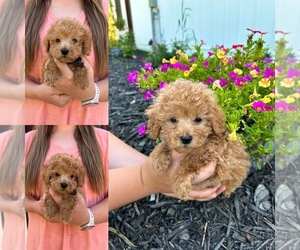 Maltipoo Puppy for sale in BELDING, MI, USA